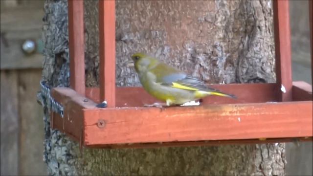 Зеленушка (Greenfinch Carduelis Chloris, лесная канарейка) смотреть онлайн