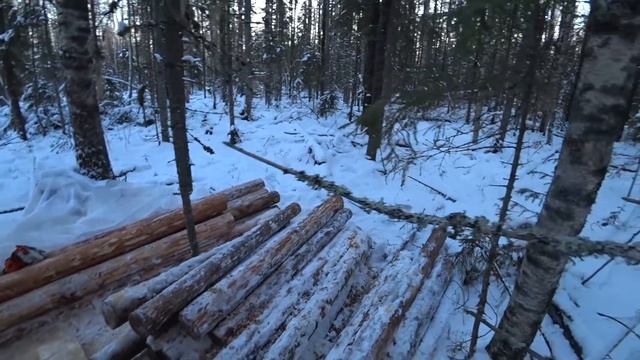 Третий день лесной стройки. Спутал все планы. Переброска лесной саранчи!