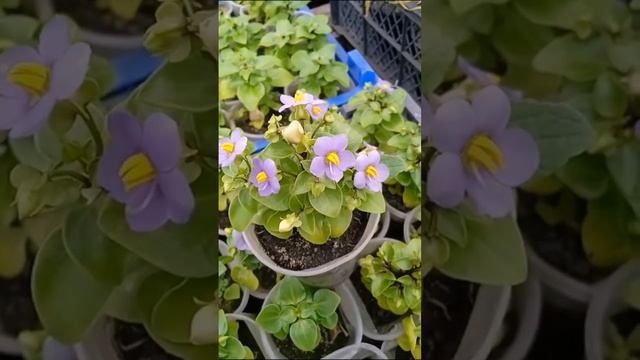 Экзакум синий или персидская фиалка! Очень мил!! смотреть онлайн