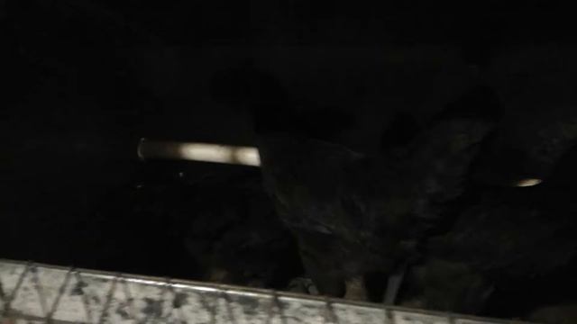 Цыплята 2 месяца ( маран и ухи) смотреть онлайн