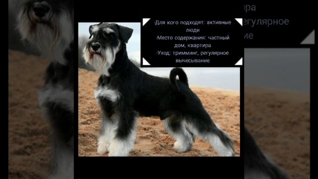 ?Кратко о породе ⚡цвергшнауцер⚡ смотреть онлайн