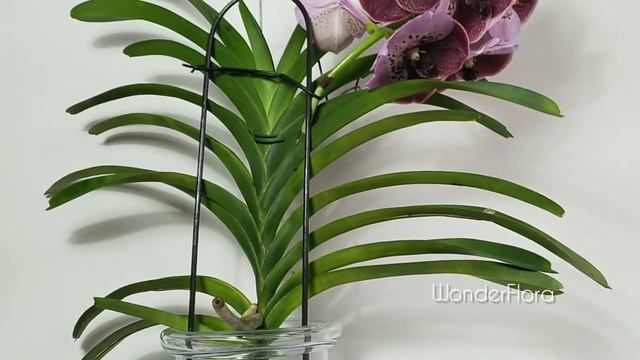 Vanda sanderiana orchid in bloom / blooming orchid Vanda sanderiana смотреть онлайн