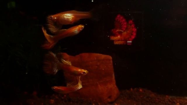 Истинное золото. Гуппи золотая кобра. смотреть онлайн