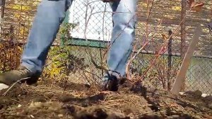 корни голубики при пересадке 2часть