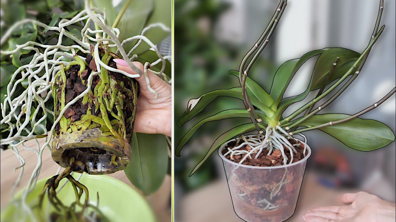 НАРАСТИТЬ ПОЛНЫЙ горшок корней у орхидеи и попытаться пересадить. НИКАКИХ УДАЛЕНИЙ и ОБРЕЗАНИЙ! смотреть онлайн