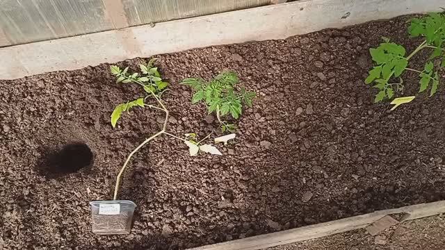 Посадка переросших томатов в грунт. смотреть онлайн