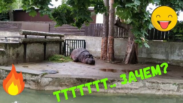 Как правильно смотреть СТРИМЫ.😲 Рижский зоопарк. смотреть онлайн