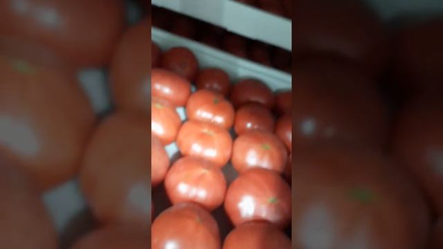 Помидор розовый с Дагестана на фуд сити смотреть онлайн