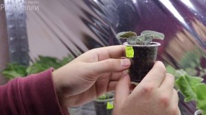 СНОВА МЕНЯ ПОНЕСЛО! ЭТО САМЫЕ КРАСИВЫЕ ФИАЛКИ КОТОРЫЕ Я ВИДЕЛ!   ФИАЛКИ-ХИМЕРЫ    НЕОБЫЧНЫЕ КРАСОТК