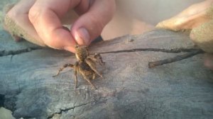 тарантул на волге!!!!