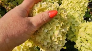 МЕТЕЛЬЧАТЫЕ ГОРТЕНЗИИ серии ГАРДЕН ЛАЙТ 🌿Ред лайт,Пинк лайт,Грин лайт,Лемон лайт,XS лайт