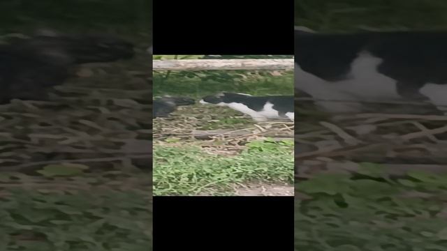 Не видели как коты орут по ночам, так вот