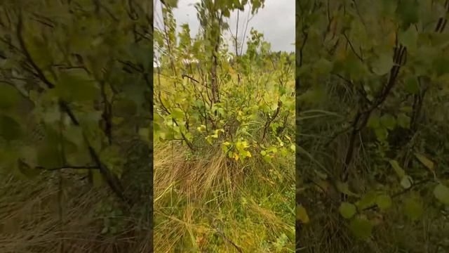 Ижма озеро)) IJMa ozero как дошли, не понятно , упертые смотреть онлайн