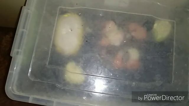 Кормление питомцев и маленький сюрприз... смотреть онлайн