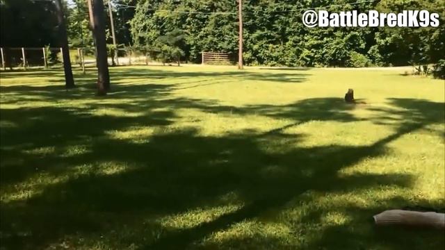 HOW TO MAKE A GAME BRED BANDOG - EXCLUSIVE INTERVIEW - LEE ROBINSON - AMERICAN SENTINEL K9 смотреть онлайн