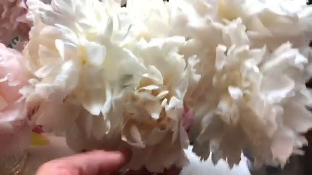 Peony Comparisons, Mothers Choice, Shirley Temple & Marie Lemoine смотреть онлайн