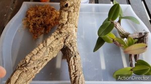 Посадка Орхидеи Мирмекофилы(Шомбургии)на Блок?