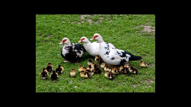 Мускусные утки на летний период плюсы и минусы. смотреть онлайн
