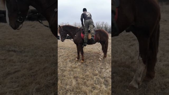 Основной способ посадки на коня смотреть онлайн