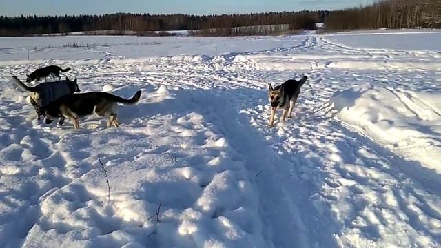 Растим щенка ВЕО. Часть 3. Витаминки, прививки, обработки. смотреть онлайн
