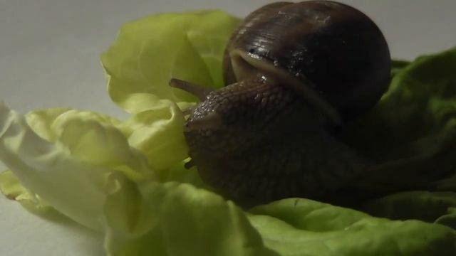 SNAIL IN HD - a Panasonic HDC-TM 60 video test смотреть онлайн