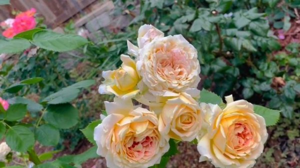 Fun in the Sun Rose Spring 2023 …fragrant and floriferous