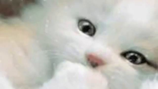 Я ТЕБЯ ЛЮБЛЮ!!!!!!!!!!СЛОВНО БЕЛОГО КОТЕНКА!!!!!!!!!!!! смотреть онлайн