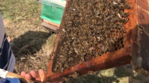 КАРНИКА-- СРАВНИВАЕМ!!! АВСТРИЙСКИЙ   ПЕРНЕР  И НЕМЕЦКАЯ  МАЕН(Mayen)!!!