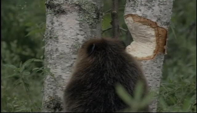 "Приключения бобрёнка" - Русскоязычный трейлер смотреть онлайн