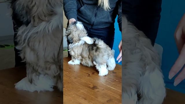 Щенок Ши-тцу, мальчик шоу класса, питомник Голден Фиш смотреть онлайн