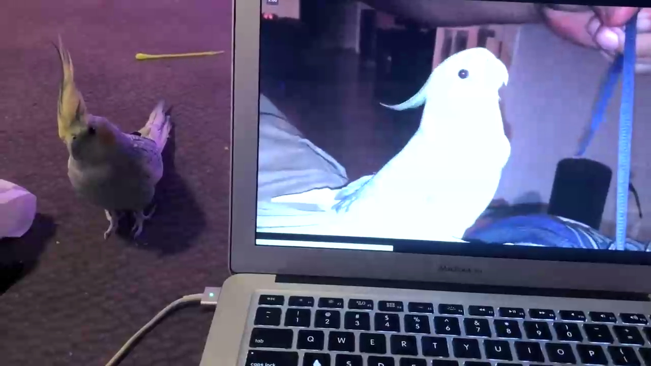 Реакция попугая на ролик, где он напевает мелодию айфона смотреть онлайн