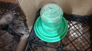 Цыплятам уже 2 недели. Кормление, уход. обзор.