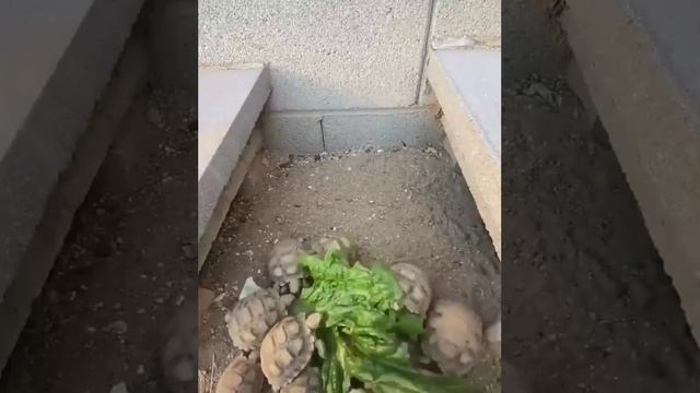 Пацаны вкусно хавают под музыку смотреть онлайн