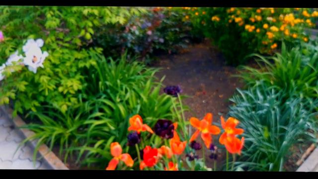 Начало мая. Сад оживает и дарит красоту и умиротворение смотреть онлайн