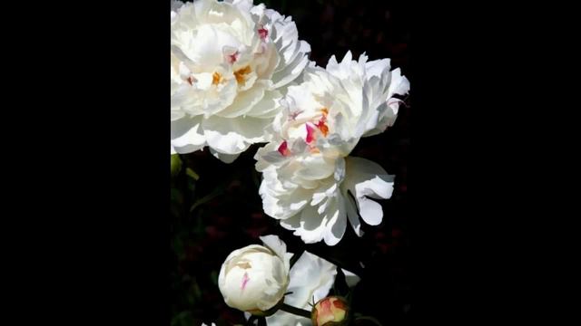 Влад. Семенов В ПОИСКАХ ЛОТОСА Ч.8