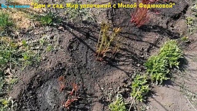 Что я делаю в первую очередь с пионами, чтобы они обильно цвели. Весенние работы и мини фотообзор смотреть онлайн