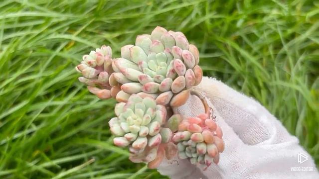 Graptoveria ‘Pearl Bean’ смотреть онлайн