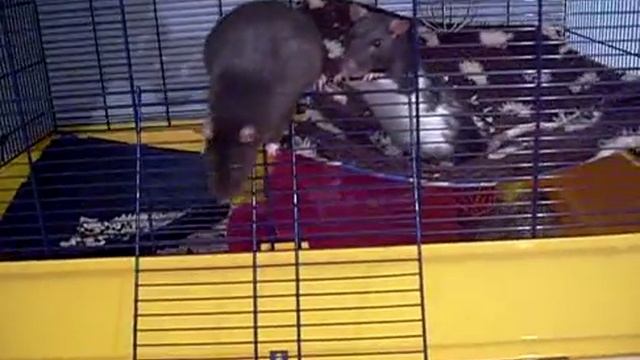 Pet rat Perl has had enough!! смотреть онлайн