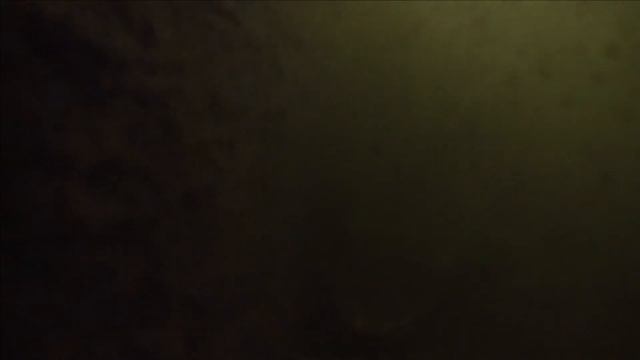 Осетр и Белуга.Подводная сЪемка...как оно есть. смотреть онлайн