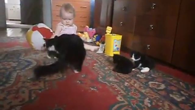 Приучает котят к горшку))))))) смотреть онлайн