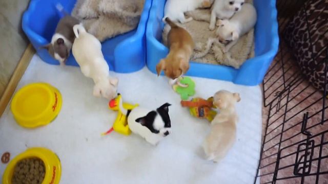 Чихуахуа. 9 февраля 2020г