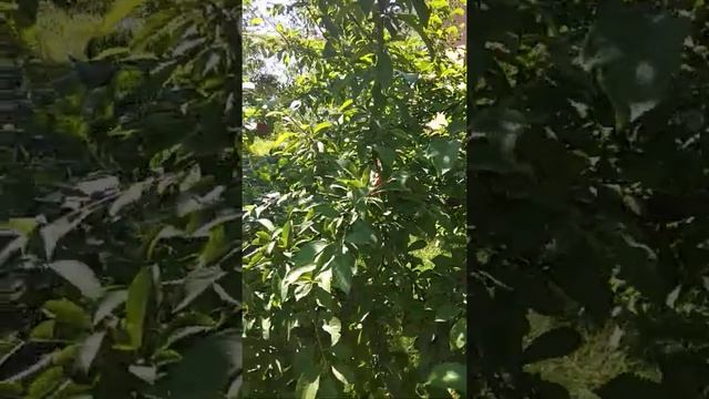 Алыча сорт Шатер смотреть онлайн