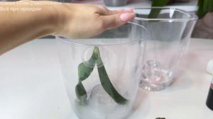 У орхидеи СГНИЛИ КОРНИ Реанимация орхидеи без корней НАД ВОДОЙ