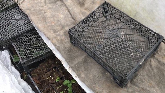 Зимовка саженцев ежевики и ежемалины в теплице смотреть онлайн