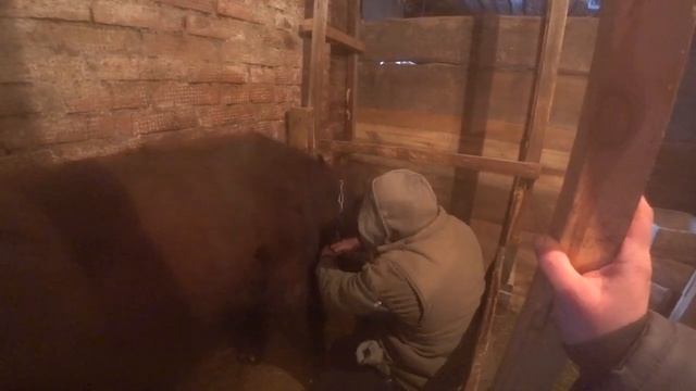 Мясо некастрированного вьетнамского хряка. Поение кроликов зимой. Отвязался бык. смотреть онлайн