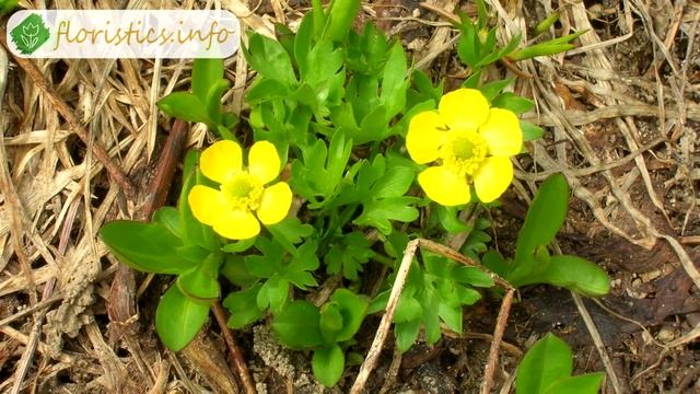 ? Ранункулюс после цветения – когда выкапывать и как хранить ранункулюс