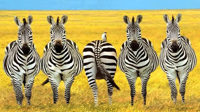 Выпуск 45. СОЦИАЛЬНЫЕ ПОГЛАЖИВАНИЯ - КАК ДОБИТЬСЯ. ч.4 смотреть онлайн