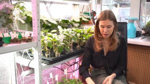 Посадка семян огурцов на рассаду + Выращивание огурцов дома + Черенкование огурцов