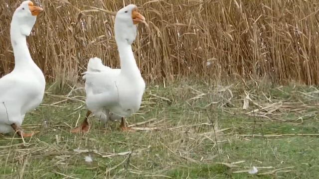 Холмогорские гуси Игоря с Курахово Гусак и переярая гусыня смотреть онлайн