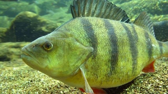 Топ 5 самых больших пойманных окуней в мире. Самый большой когда либо выловленный окунь смотреть онлайн